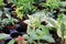 View of tiny mixed tropicals in small pots