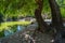 View to the artificial lake with the wooden bridge at the National Garden of Athens - Greece. It`s a public park located in the ce