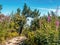 A view to Babia Mountain Peak, Beskid Zywiecki Mountains, Poland