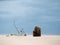 View to the dried and cutted tree and new growing small tree on the sand against blue sky.