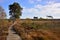 View to the East Along the Main Boardwalk on Thursley Common in Surrey