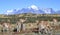 View to Fitz Roy mountain in Argentina with grazing lamas in foreground