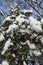 View to heavily snow-covered young pine. Low angle of shot.