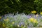 View to lush lavender Lavandula angustifolia between yellow blurred wildflowers.