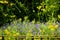 View to lush lavender Lavandula angustifolia between yellow blurred wildflowers.