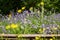 View to lush lavender Lavandula angustifolia between yellow blurred wildflowers.