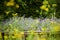 View to lush lavender Lavandula angustifolia between yellow blurred wildflowers.