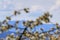 View to the mountain Brocken in Germany, with defocused cherry blossoms in foreground