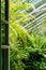 View to the open door and greenhouse with various ferns palms and other tropical plants in sunny day