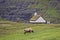 View to a sheep and a small church, Faroe Islands