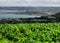 View To The St Marys Church On The Headland Of Penzance With A Corn Field In The Foreground Cornwall England