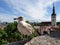 View to Tallinn old medieval town with seagull in the front. Photographed on Kohtuotsa viewing platform, tourist attraction.