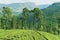 View to the tea plantation near Kandy, Sri Lanka.