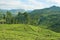 View to the tea plantation near Kandy, Sri Lanka.