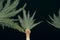 View to top of date palms from bottom at night. Date palm branches illuminated