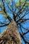 View to the top of an oak tree in spring. Branches of a mighty oak tree against a blue sky