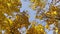 View to tree tops with golden with blue sky at background. Crowns of plants with lush yellow foliage in autumn forest at