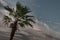 View of Toddy palm or Cambodian palm and Beautiful sky as the background