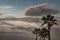 View of Toddy palm or Cambodian palm and Beautiful sky as the background