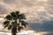 View of Toddy palm or Cambodian palm and Beautiful sky as the background