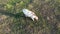 View top-down footage of meadow with cows cattle grazing grass showing their long shadows from sundown in grass field