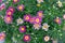 View From Top of Marguerita Daisy or Argyranthemum Wild Garden Flower Pink with Natural Light.