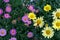 View From Top of Marguerita Daisy or Argyranthemum Wild Garden Flower Pink and Yellow with Natural Light.
