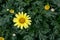 View From Top of Marguerita Daisy or Argyranthemum Wild Garden Flower Yellow with Natural Light.