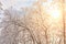 View of top part of forest tree with sky and sunny burning