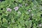 View from top of Pilea involucrata or friendship plant.