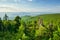 View from the top of Vtacnik mountain during summer with spruce trees