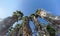 A view of the tops of palm trees in the form of a blue cloudless sky.