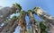 A view of the tops of palm trees in the form of a blue cloudless sky.