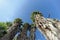 A view of the tops of palm trees in the form of a blue cloudless sky.