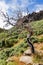 View from the tourist trail to the peak of Ruivo in Madeira on vegetation and dry tree skeletons in fog clouds.