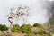 View from the tourist trail to the peak of Ruivo in Madeira on vegetation and dry tree skeletons in fog clouds.