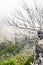 View from the tourist trail to the peak of Ruivo in Madeira on vegetation and dry tree skeletons in fog clouds.