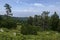 View toward green forest with pine trees and bush juniper