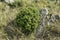 View toward green glade with bush juniper and big stone of Vitosha mountain