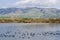 View towards Monument Peak; coots swimming on a salt pond; Don Edwards Wildlife Refuge, south San Francisco bay, Alviso, San Jose