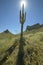 View towards sun of a saguaro cactus and hillside mountains in spring bloom with poppies in foreground at Picacho Peak State Park