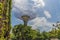 A view towards super trees in the Gardens by the Bay in Singapore, Asia