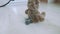 View of toy fluffy bear on floor. Camera moves around it.