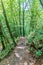 A view of the trail leading to the Mala Osojnica viewpoint above Lake Bled, Slovenia