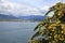 View through tree branches of a seascape and cityscape of Vancouver on a mountainous background