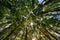 View of tree crowns in beech forest