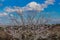 View of a tree with flower buds and beginning flowering with a splendid blue sky and white clouds