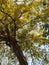 View of a tree full of yellow leaves.