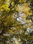 View of a tree full of yellow leaves.