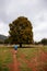 view of tree growing on meadow and woman walking nearby on trail.